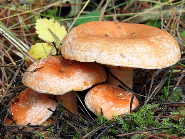 Как растут грибы рыжики в лесу: фото, видео, где лучше собирать грибы