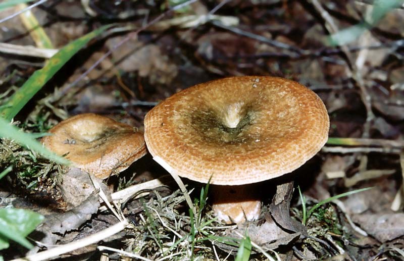Как растут грибы рыжики в лесу: фото, видео, где лучше собирать грибы