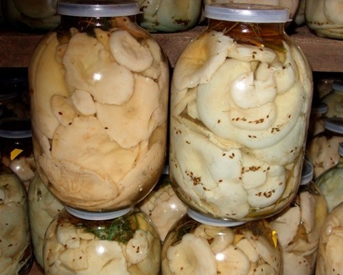 Как солить грибы свинушки на зиму в банках: рецепты, фото и видео засолки