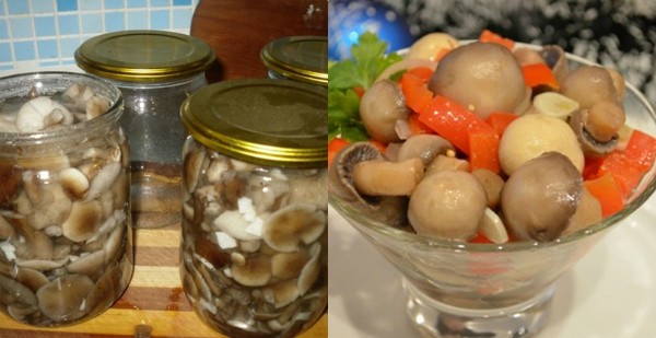 Как солить грибы свинушки на зиму в банках: рецепты, фото и видео засолки