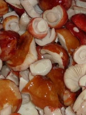 Как солить и мариновать сыроежки на зиму горячим способом: рецепты соления и маринования грибов