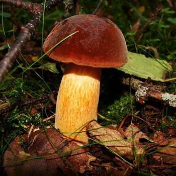 Как выглядит гриб поддубовик: фото и описание