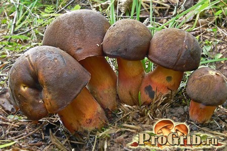 Как выглядит гриб поддубовик: фото и описание