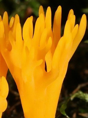 Калоцера клейкая (он же - рогатник или оленьи ножки): фото гриба рогатика и применение