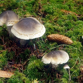 Калоцера клейкая (он же - рогатник или оленьи ножки): фото гриба рогатика и применение