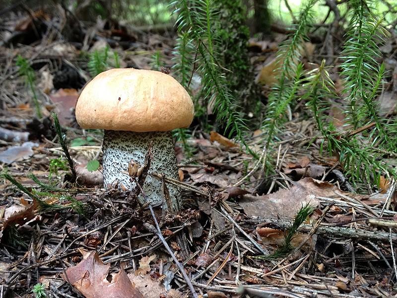 Когда лучше собирать грибы грузди черные и белые: в какое время года растут эти грибы