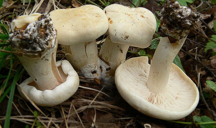 Когда можно собирать грибы рядовки?