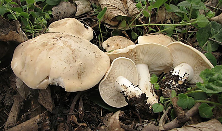 Когда можно собирать грибы рядовки?