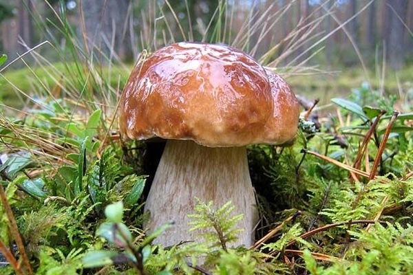 Когда растут маслята: сезон сбора грибов в московской области