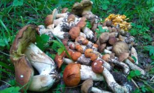 Когда растут маслята: сезон сбора грибов в московской области