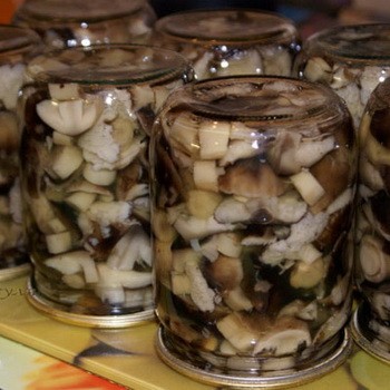 Консервирование грибов рядовок в домашних условиях: рецепты и фото консервированных заготовок на зиму