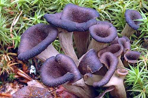 Лисичка трубчатая – вид пластинчатых грибов: фото и описание