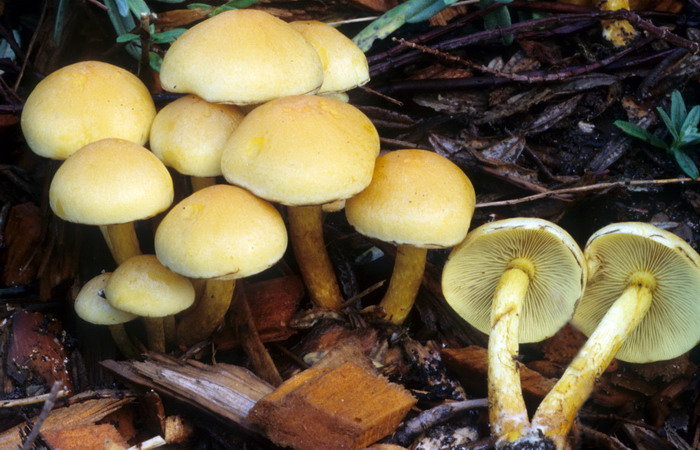 Ложные грибы серно-желтые опята: съедобные или ядовитые грибы серно-желтые опята?