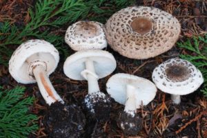 Ложные грибы зонтики: фото и описание