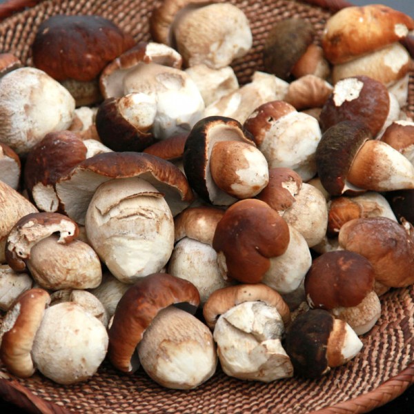 Лучшие рецепты приготовления белых грибов на зиму: видео и пошаговые инструкции кулинарной обработки боровиков