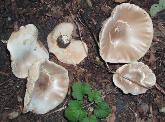 Майский гриб (рядовка, калоцибе майский, майка, георгиев гриб) и его фото