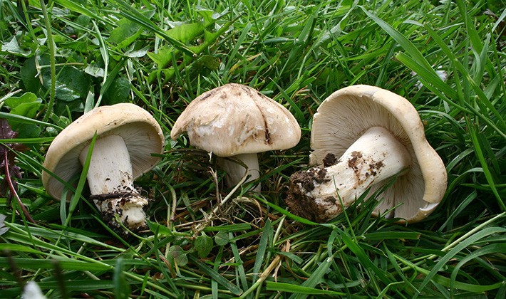 Майский гриб (рядовка, калоцибе майский, майка, георгиев гриб) и его фото