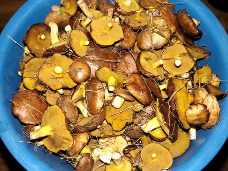 Маринованные грибы маслята по-корейски на зиму: рецепты маринования маслят с пряностями