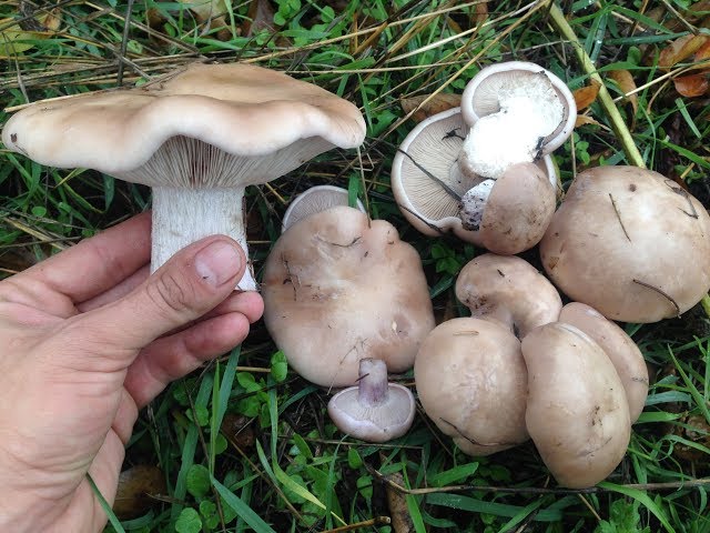 Маринованные грибы синие ножки: рецепты и видео, как правильно мариновать грибы синие ножки