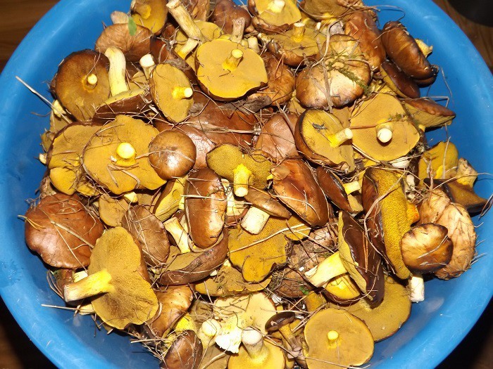 Маринованные маслята с луком на зиму: как мариновать грибы