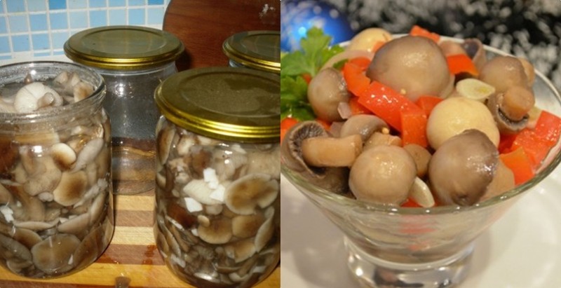 Маринованные маслята с луком на зиму: как мариновать грибы