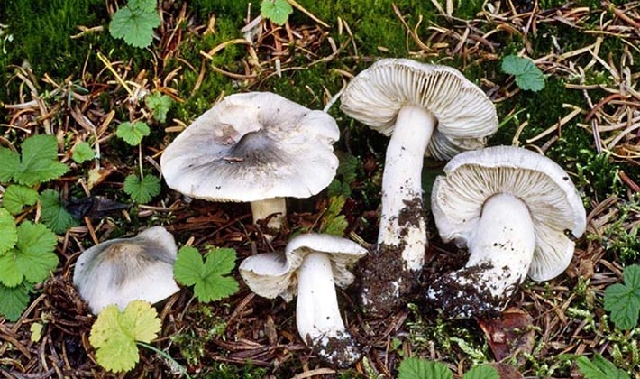 Маринованные серые рядовки: рецепты, как мариновать грибы