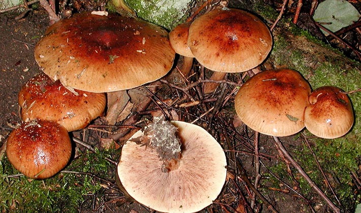 Маринованные тополевые рядовки: рецепты, как мариновать грибы тополиные рядовки для заготовок на зиму