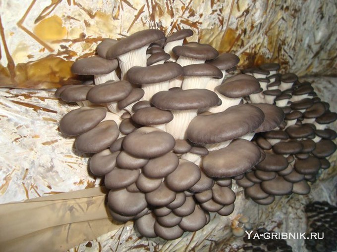 Мицелий и субстрат для выращивания грибов в домашних условиях: хранение, размножения и обработка