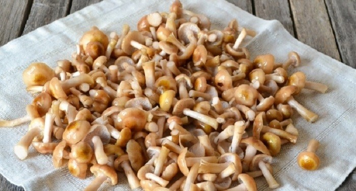 Мороженые опята: можно ли морозить грибы сырыми, вареными и перекрученными и как это делать