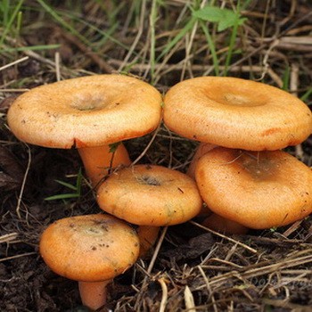 Можно ли отравиться солеными, маринованными, жареными рыжиками: симптомы отравления грибами, как оказать пострадавшему помощь