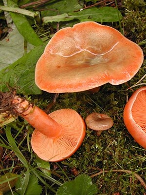 Можно ли собирать и есть рыжики после первых заморозков, почему поздние грибы горчат