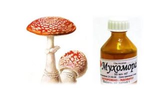 Мухомор красный: лечебные свойства гриба и применение в народной медицине для лечения заболеваний