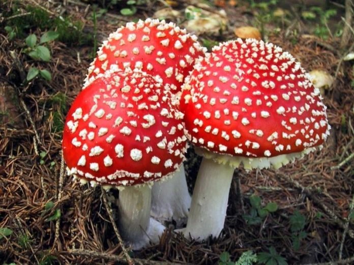 Мухомор красный: лечебные свойства гриба и применение в народной медицине для лечения заболеваний