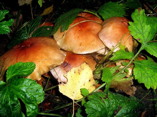 Надо ли вымачивать грибы опята перед варкой, засолкой, жаркой и маринованием: обработка грибов