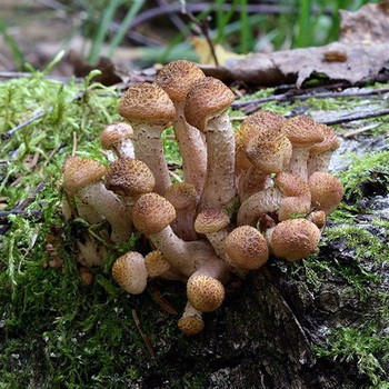 Опенок толстоногий: фото и описание осеннего съедобного гриба armillaria lutea