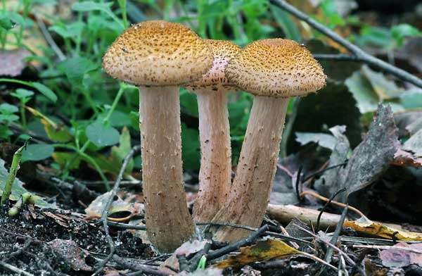 Опенок толстоногий: фото и описание осеннего съедобного гриба armillaria lutea