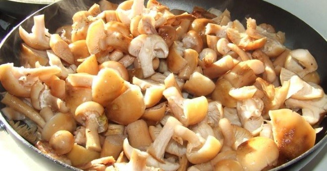 Опята, жареные со сметаной и луком: рецепты блюд из грибов