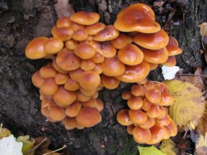 Осенние и зимние опята: когда начинается и когда заканчивается сезон сбора грибов