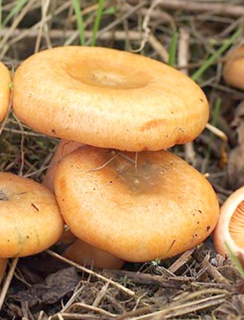 Отличия грибов рыжиков от волнушек, поганок и боровиков