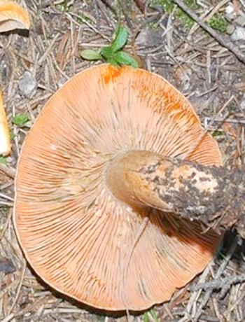 Отличия грибов рыжиков от волнушек, поганок и боровиков