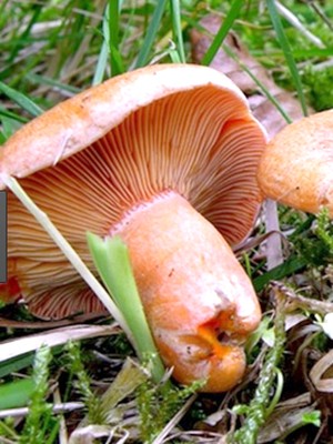 Почему рыжики позеленели, можно ли собирать и есть позеленевшие грибы: советы опытных грибников