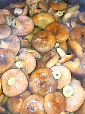 Почему рыжики позеленели, можно ли собирать и есть позеленевшие грибы: советы опытных грибников