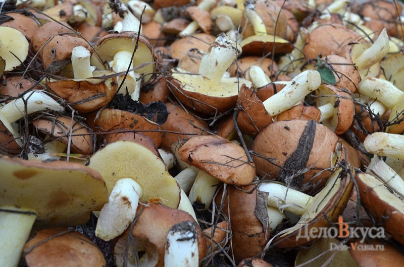 Подготовка и переработка грибов маслят: рецепты на зиму