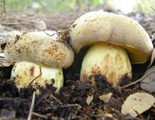 Полубелый гриб: описание и фото