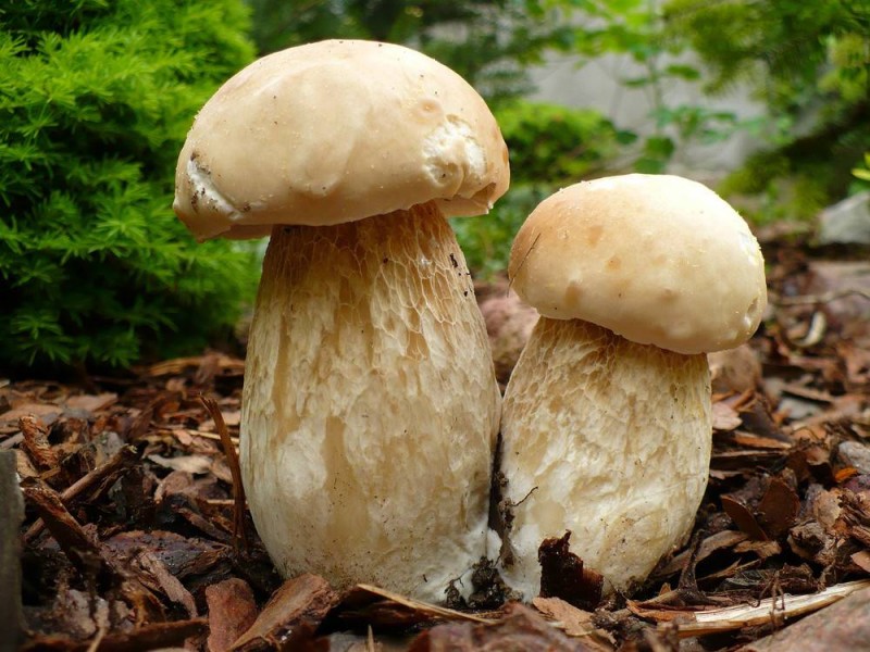 Полубелый гриб: описание и фото