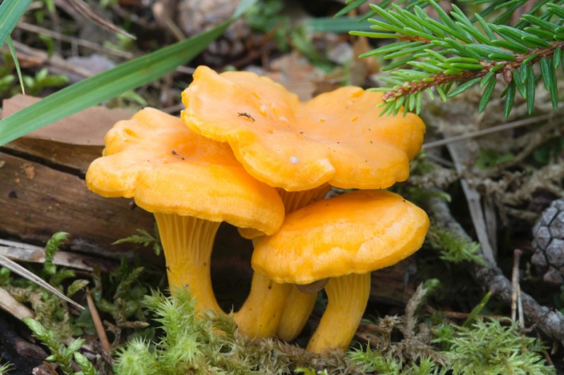 Польза и вред сырых, сушеных лисичек для здоровья: чем полезны грибы и чем вредны