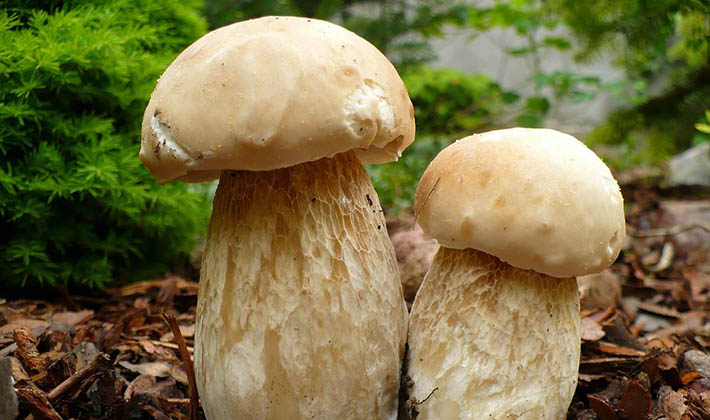 Польза и вред сырых, сушеных лисичек для здоровья: чем полезны грибы и чем вредны