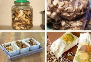 Правила хранения грибов в домашних условиях: способы, как правильно хранить грибы