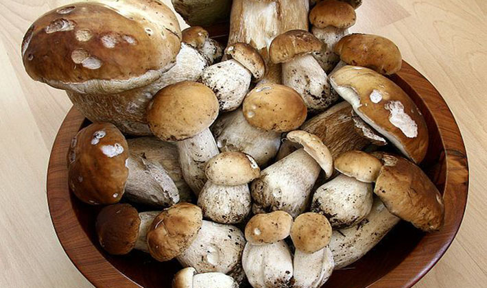 Правильная заморозка свежих белых грибов: рецепты предварительной подготовки к этой заготовке мороженных боровиков