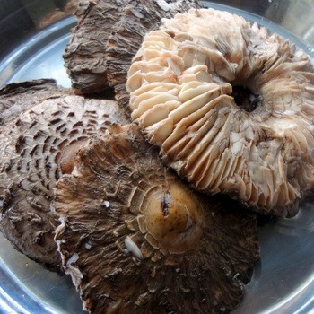 Рецепты, как мариновать и коптить грибы зонтики в домашних условиях: рецепты на зиму